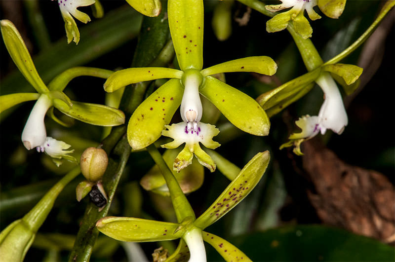 Epidendrum raniferum